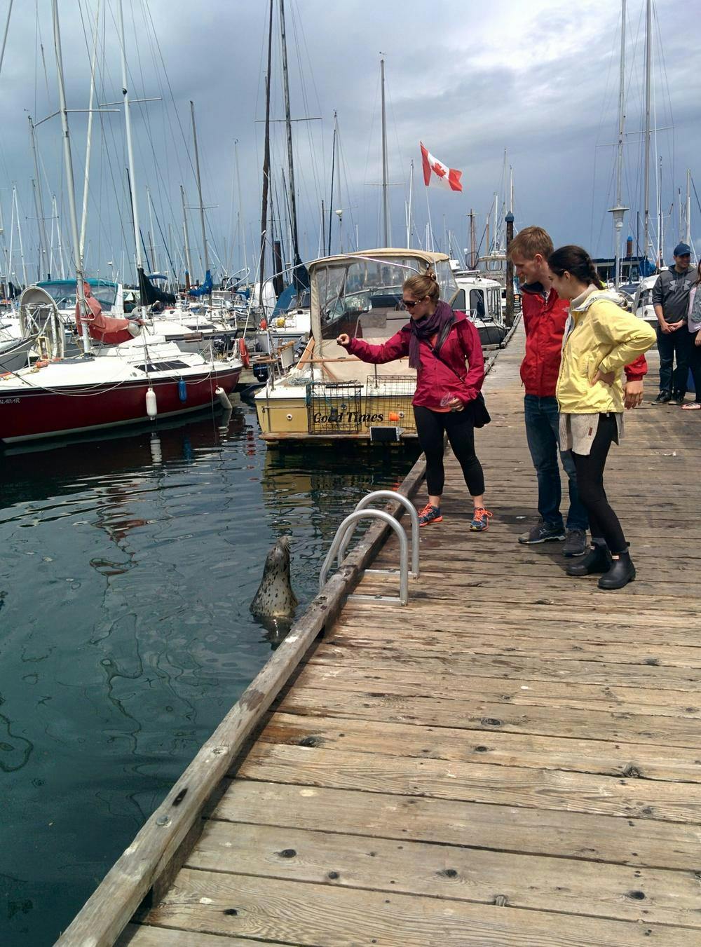 Janel wearing a red jacket on a dock feeding a seal popping out of the water with boats and a Canadian flag in the background