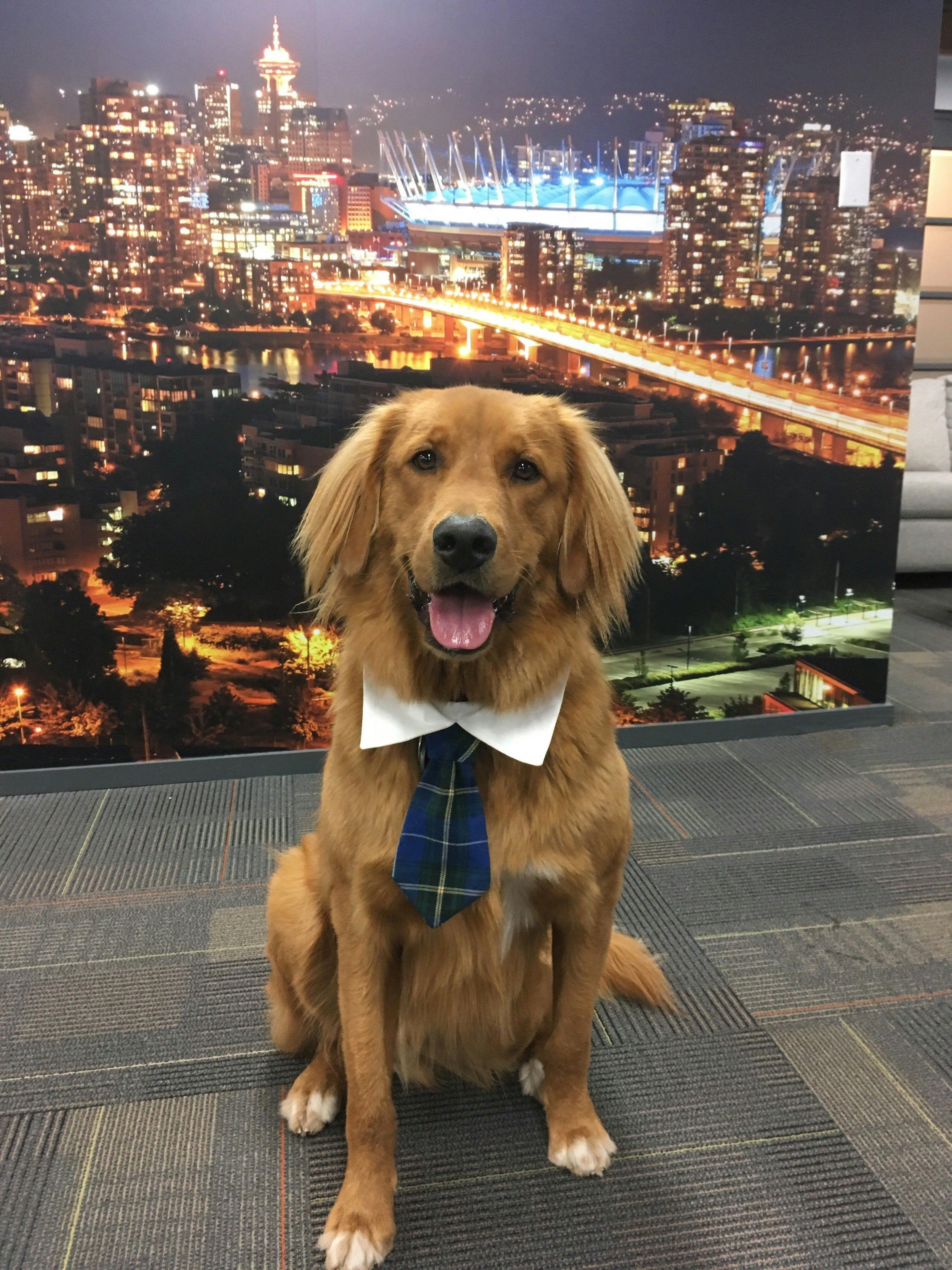 Finn the dog wearing a blue tie with white collar in the office