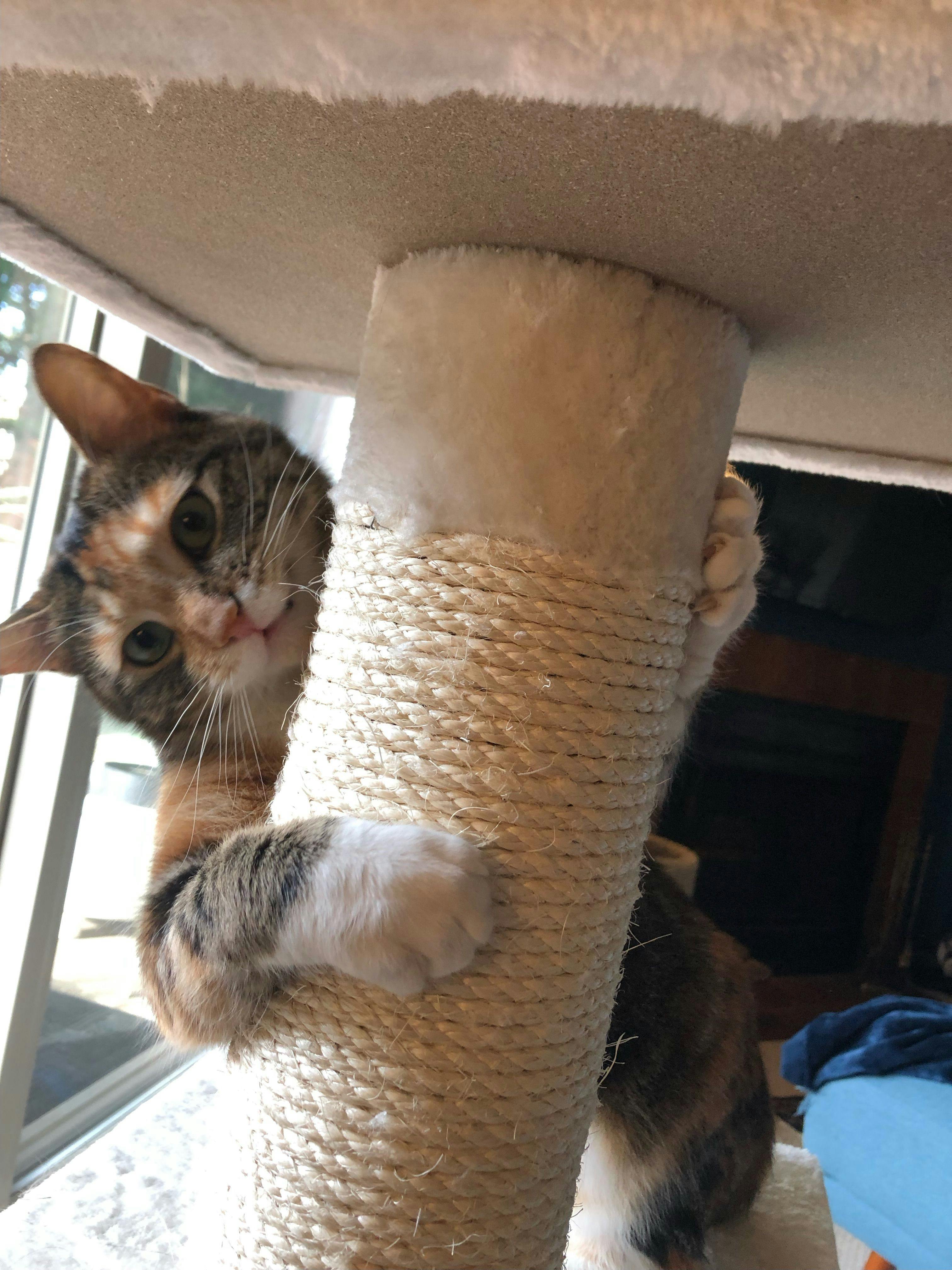 Goose the cat looking out from behind a scratch post