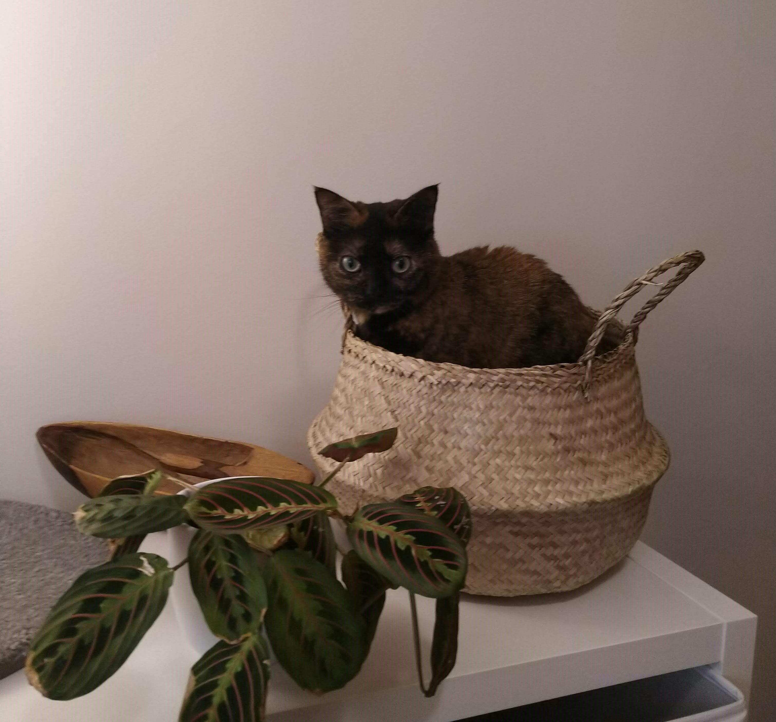 Evey the cat sitting in a basket next to a plant