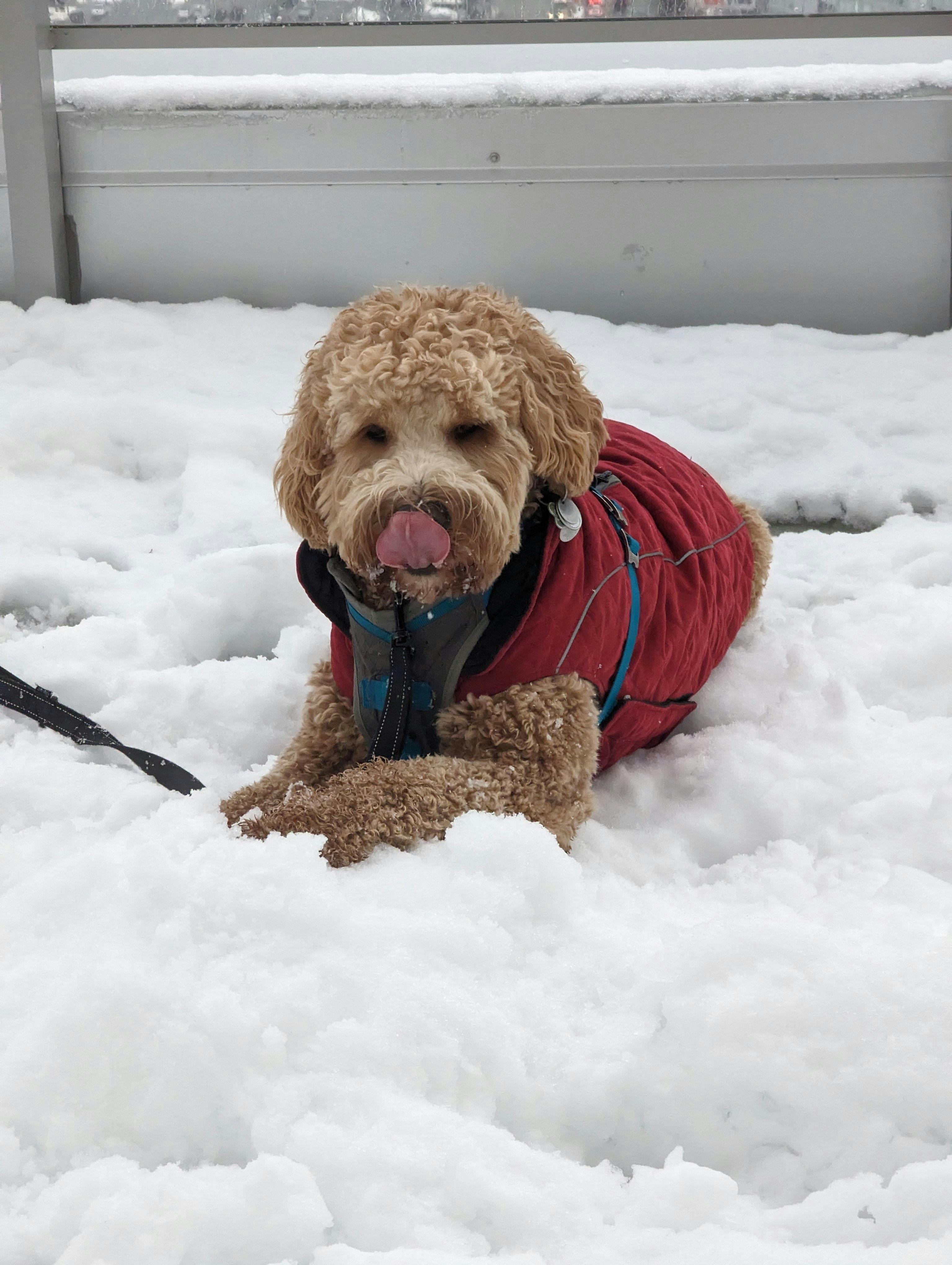 Yoda the dog licking his nose while sitting in the snow wearing a red jacket